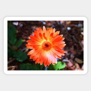 Orange Daisy Sticker